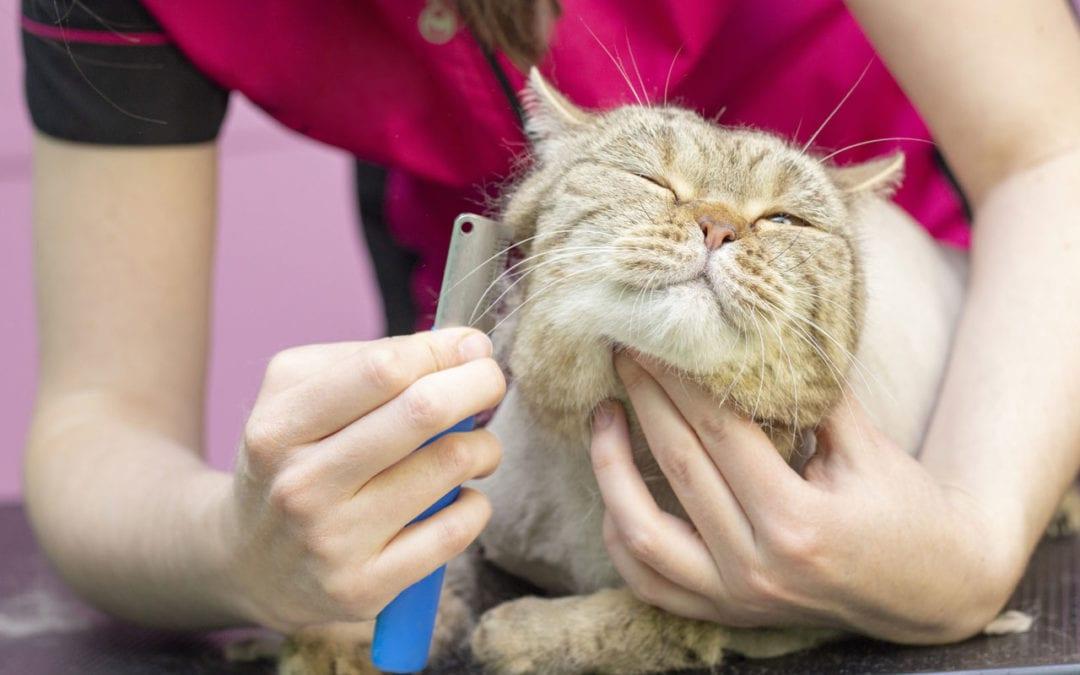 Professional Grooming Tips for Handling Shedding and Mats
