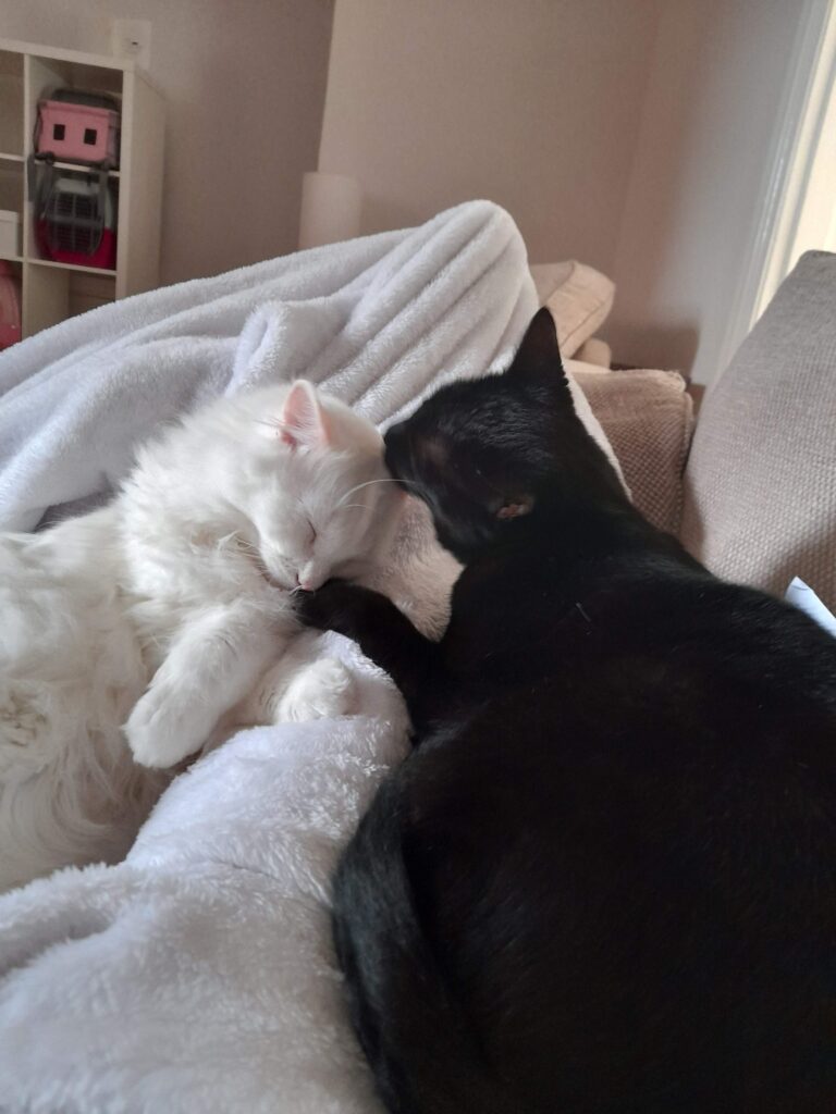 Twilight cuddling with Snowflake on a blanket, black cat grooming her white fluffy brother.