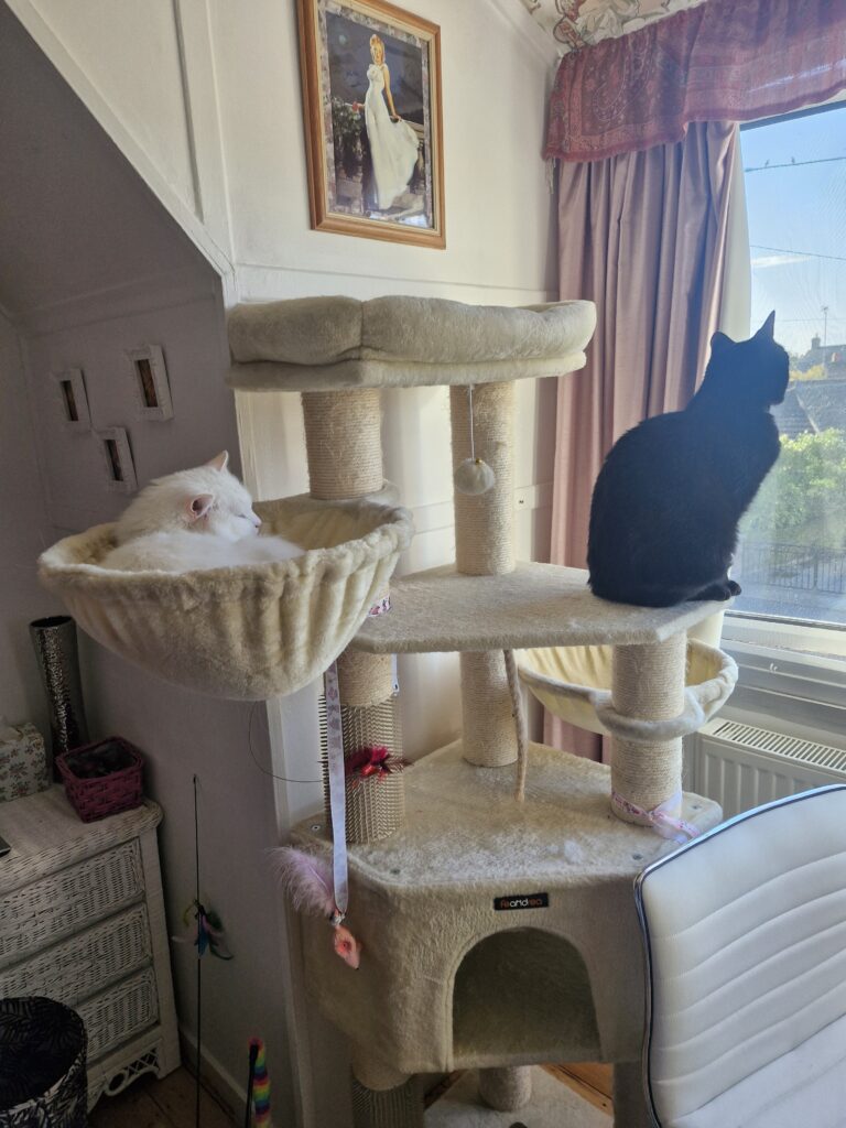 Snowflake and Twilight sharing a tall cream cat tower, Snowflake lying in a hammock while Twilight looks out of the window. Indoor vs ouytdoor cats