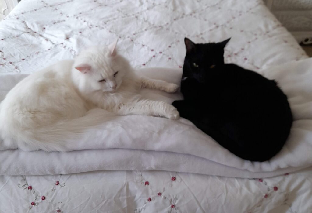 White cat Snowflake and black cat Twilight cuddling on a blanket while their cat parent listens to Audible for cat lovers.”