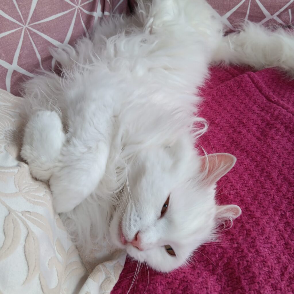 โSnowflake the fluffy white cat curled up, looking cozy and sleepy on a blanketโ.