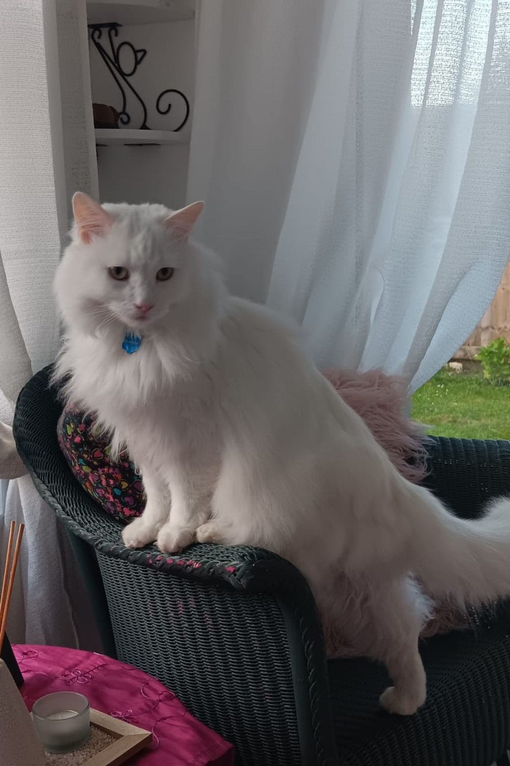 “White long-haired cat sitting on a chair after cat grooming session, looking clean and fluffy.”