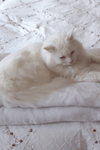 “Snowflake, a long-haired white cat, lying on a soft folded blanket after grooming, showing off his fluffy coat.”
