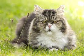 Senior cat relaxing on green grass outdoors, looking calm and content — perfect example for senior cat care tips about comfort and relaxation.