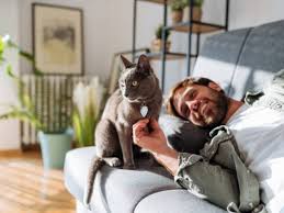 Cat looking away from owner on couch — why your cat is ignoring you