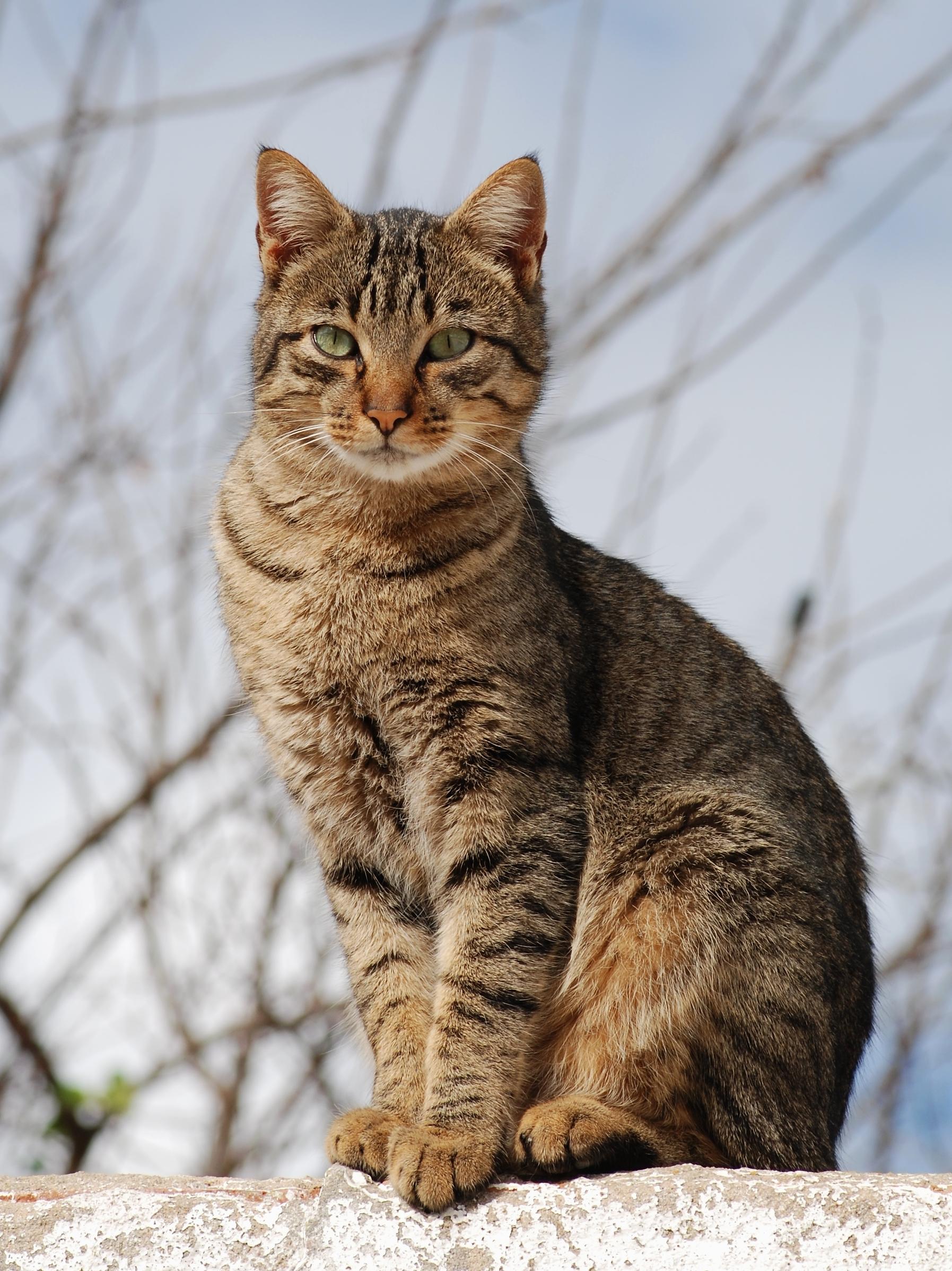 Why Cats Are Better Than Humans (and Dogs)