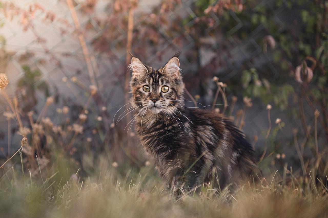 The Magnificent Maine Coon: Breed Spotlight