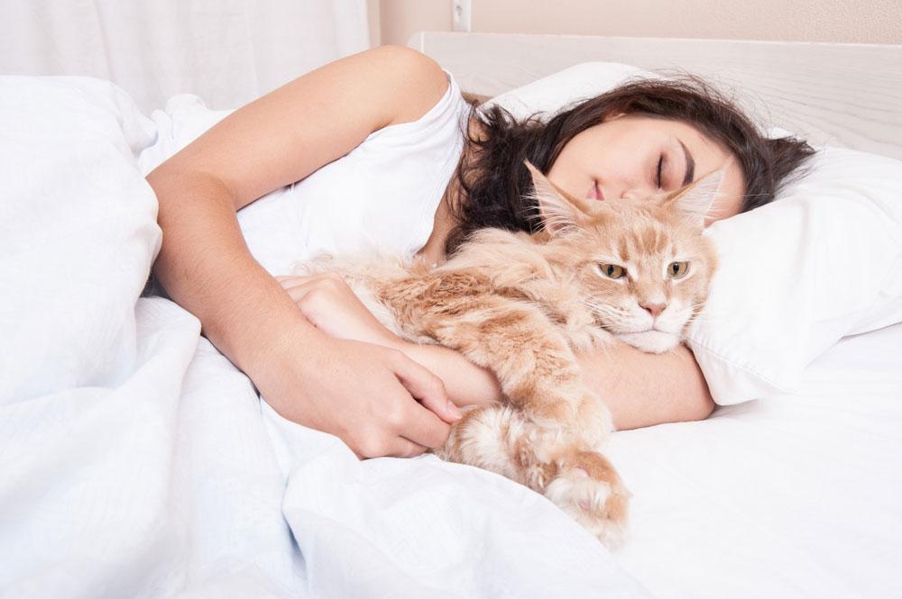 To Snuggle or Not: Bedtime Decisions for Your Feline Friend