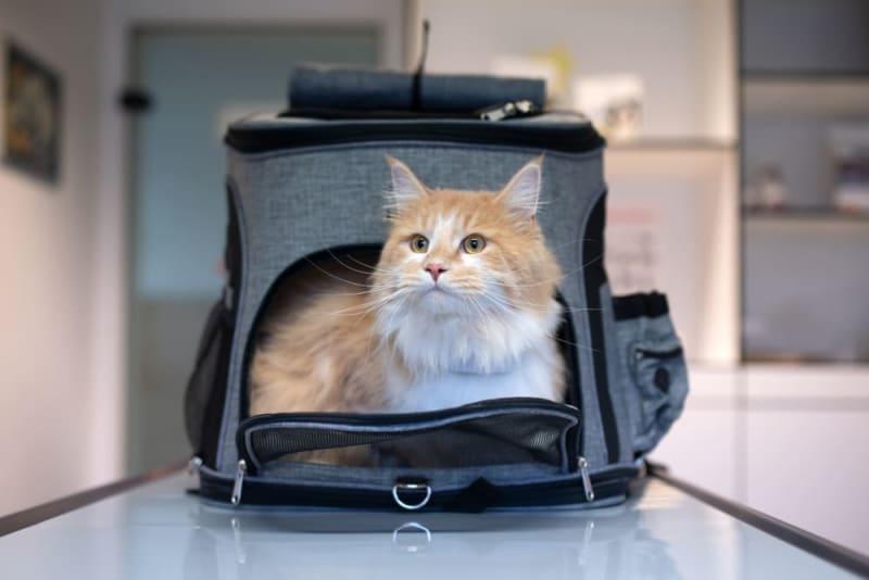 Purr-fectly Portable: Tips for Traveling with Your Feline Friend