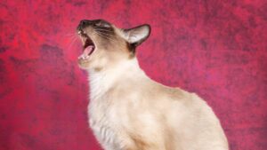 Decoding Midnight Meows: Why Your Cat’s Nightly Serenades?