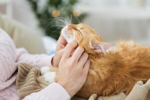 Title: “Caring for Your Feline Friend: Must-Have Products for Happy and Healthy Cats”

Are you a proud cat owner looking to provide the best care for your furry friend? From nutritious food to comfortable bedding, there are a variety of products available