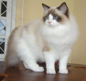 Ragdolls: The Gentle Giants