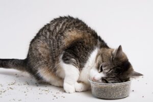 Catnip: Friend or Foe? Understanding the Effects