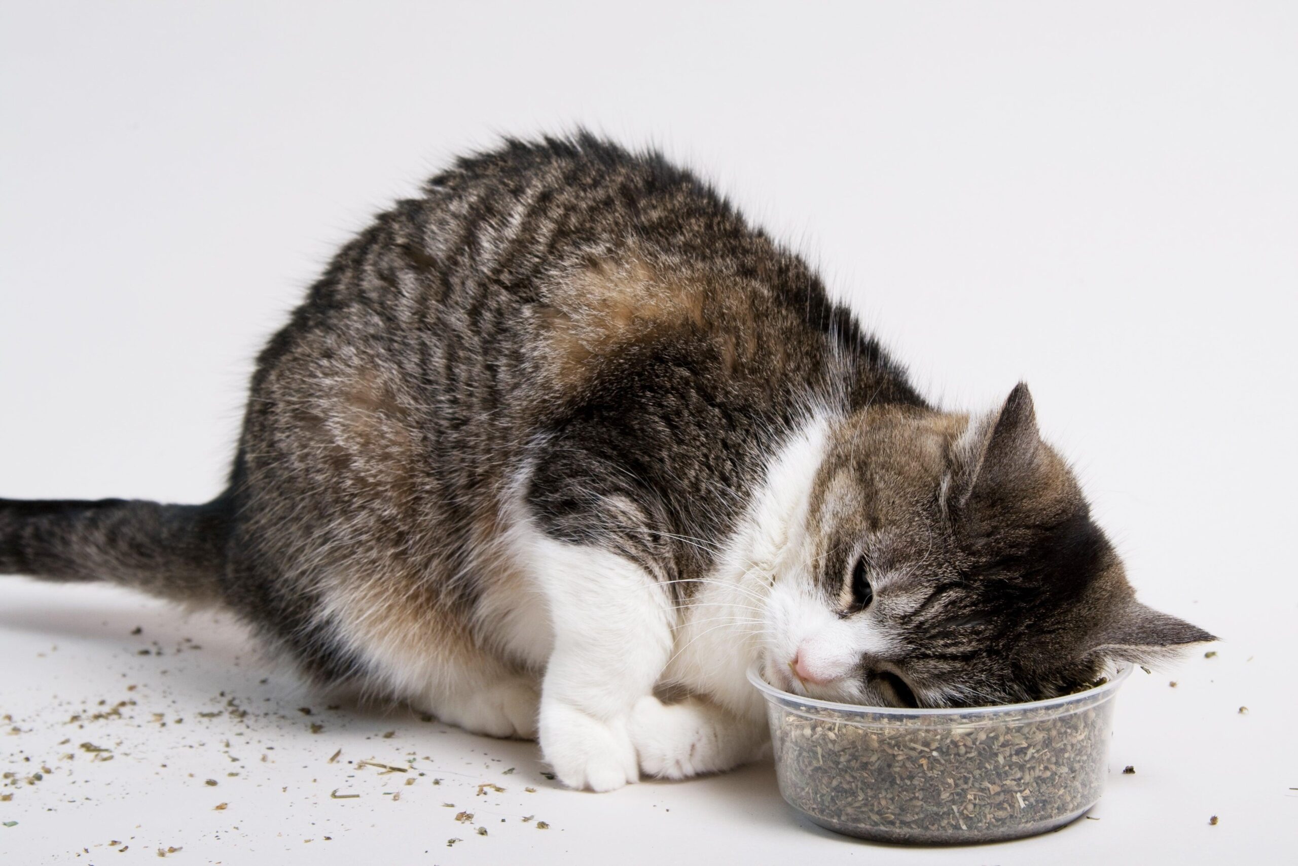 Catnip: Friend or Foe? Understanding the Effects
