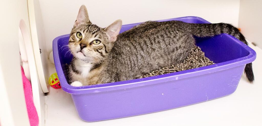 What to Do If Your Cat Won’t Use the Litter Box