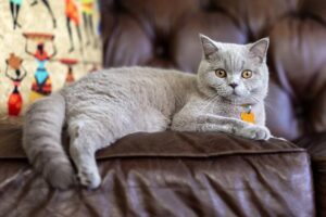 British Shorthairs: A Popular Breed.