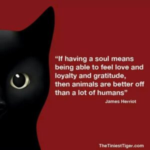 Why Cats Are Better Than Humans (and Dogs)