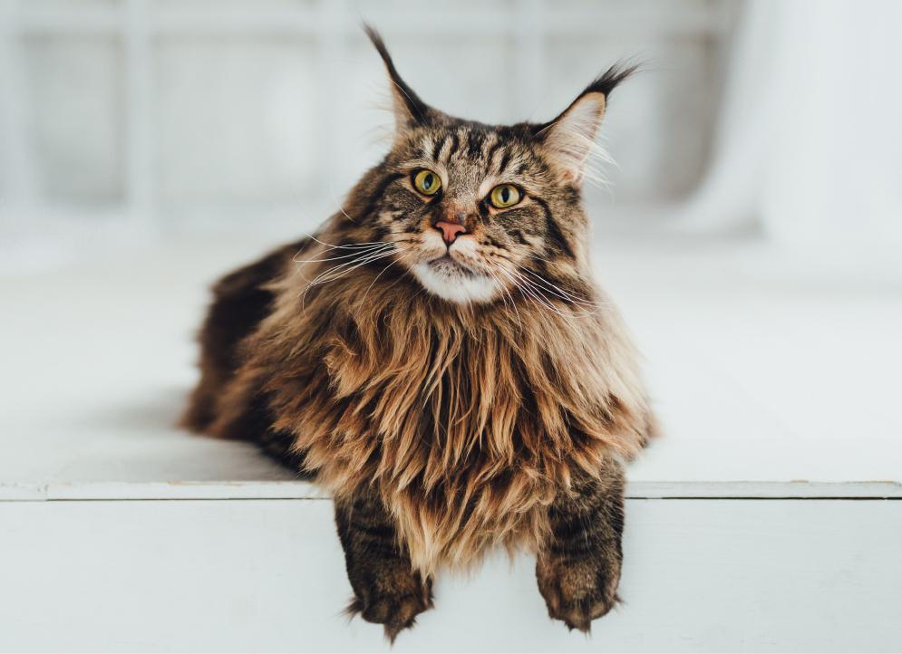 The Magnificent Maine Coon: Breed Spotlight