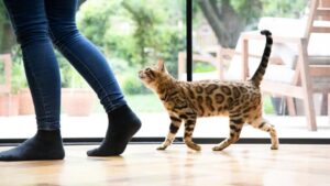 Why Does My Cat Follow Me to the Bathroom?
