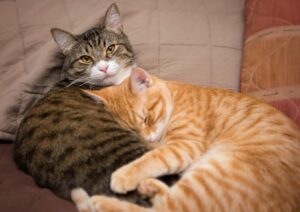 Are Two Cats Better Than One? The Pros and Cons of Feline Roommates