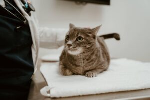 Cat Etiquette 101: How to Be the Purr-fect Cat Parent