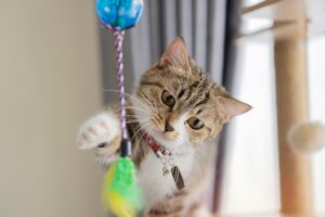 How to Make Your Own DIY Cat Toys from Household Items