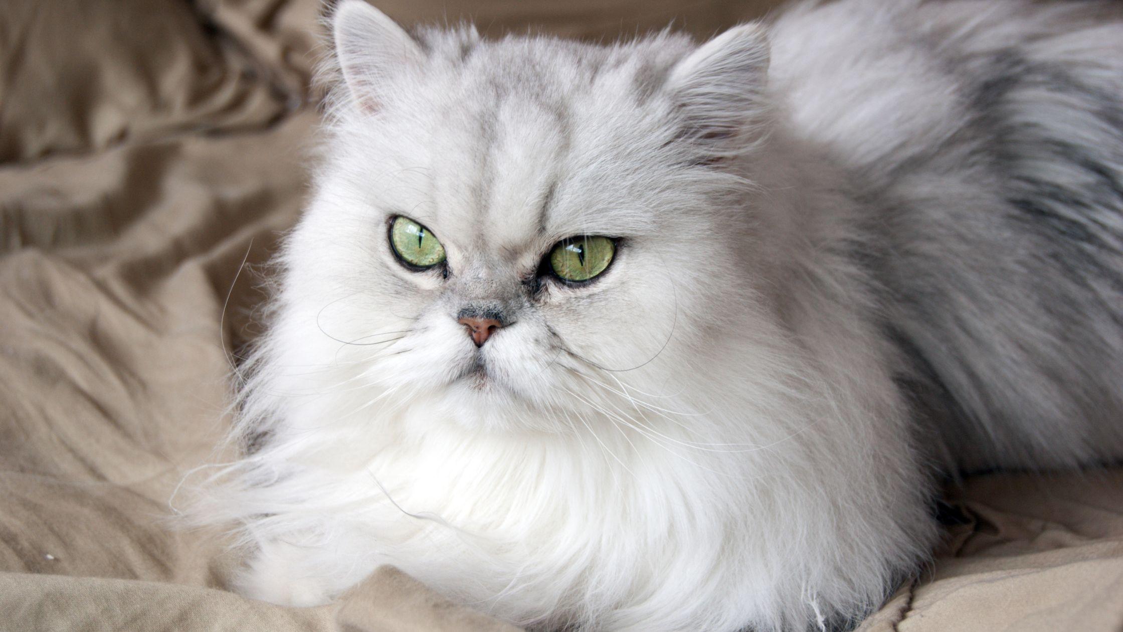 Exploring the World of Persian Cats