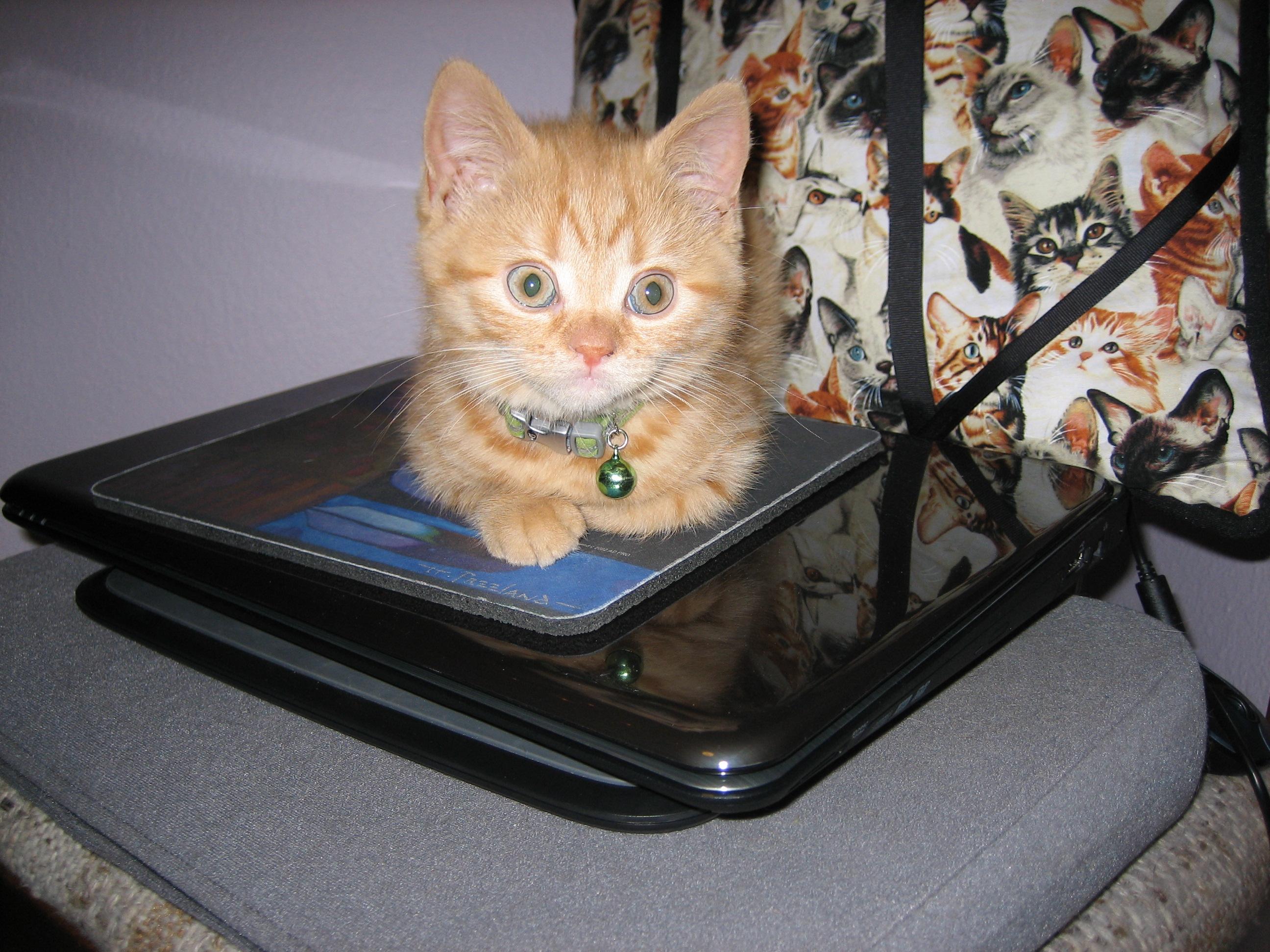 Exploring Behavioral Triggers Behind Cats Choosing Laptop Spots