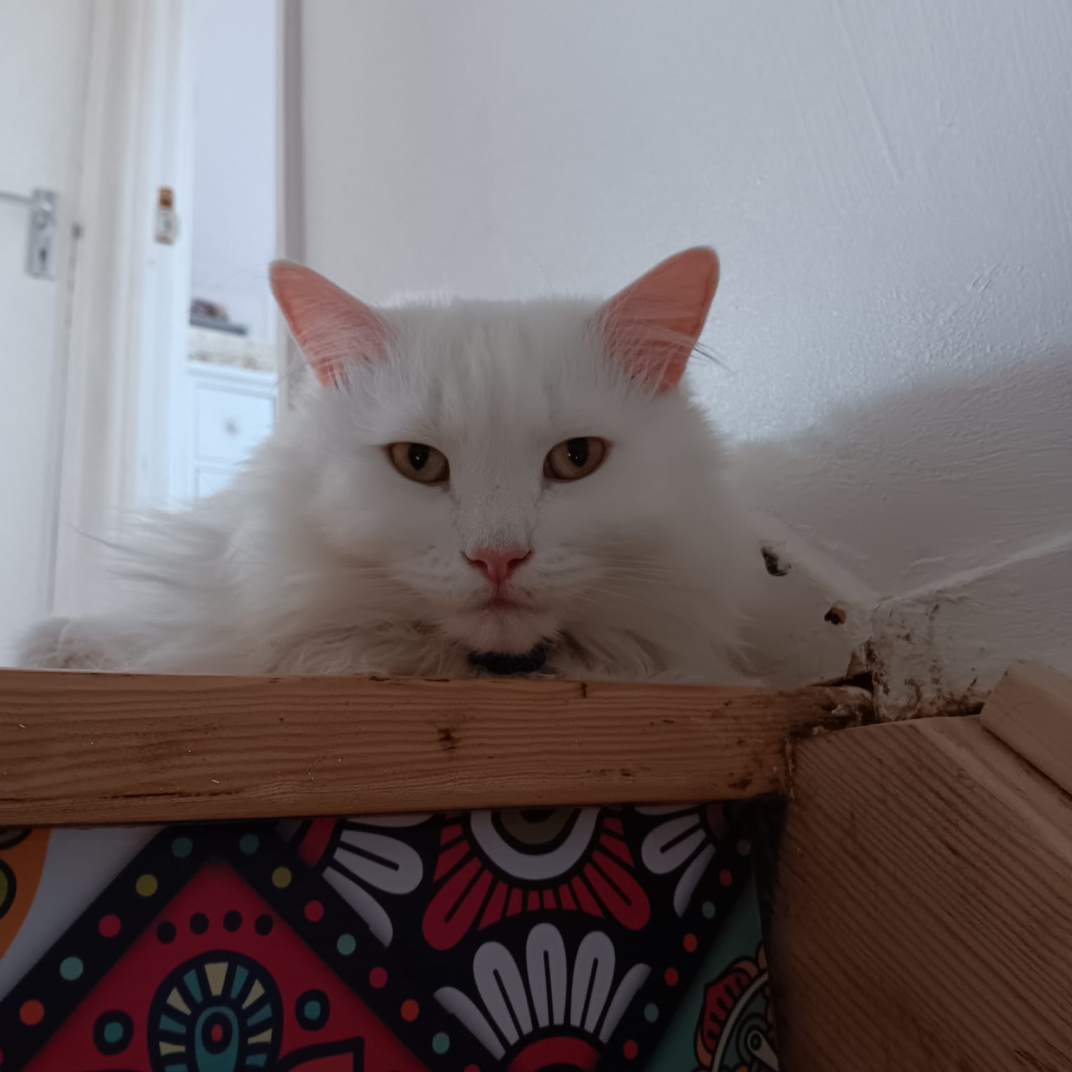 “Snowflake, a fluffy white cat, perched at the top of the stairs looking mischievous — the mastermind of midnight toy crashes.”