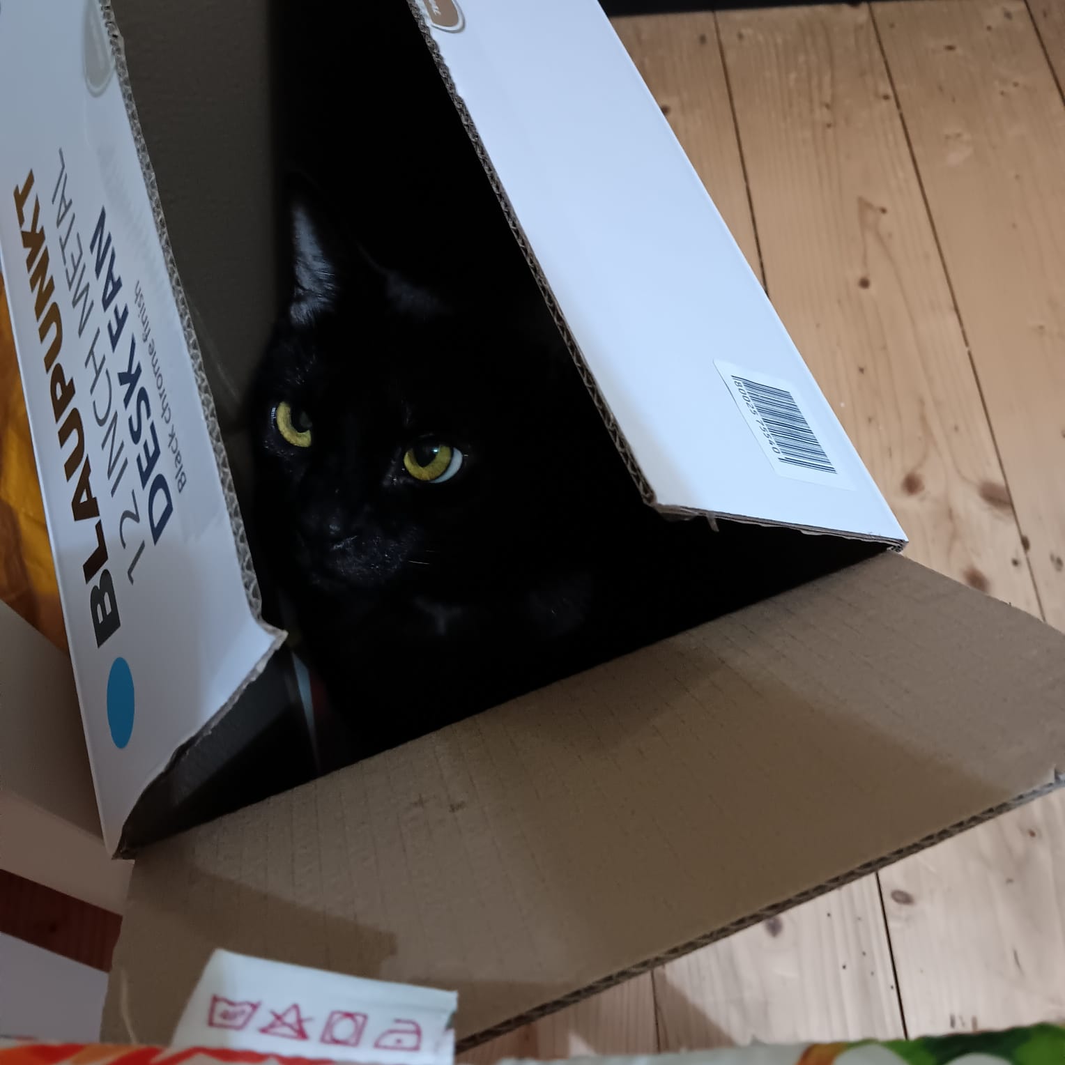 Twilight sitting inside a cardboard box, playful black cat peeking out.