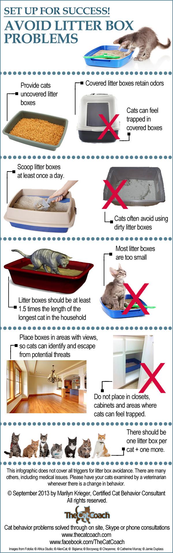 What to Do If Your Cat Won’t Use the Litter Box