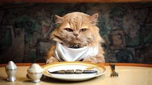 Grumpy orange cat sitting at a dinner table with a bib and plate, ready to eat with the right cat bowl