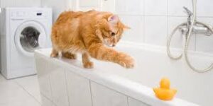 Curious orange tabby cat playing with water on the edge of a bathtub. reinfocing why cats follow you to the bathroom