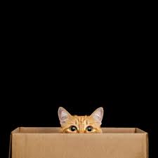 Cat peeking out of a cardboard box – why cats love cardboard boxes explained.
