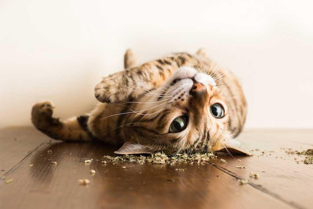 Catnip: Friend or Foe? Understanding the Effects