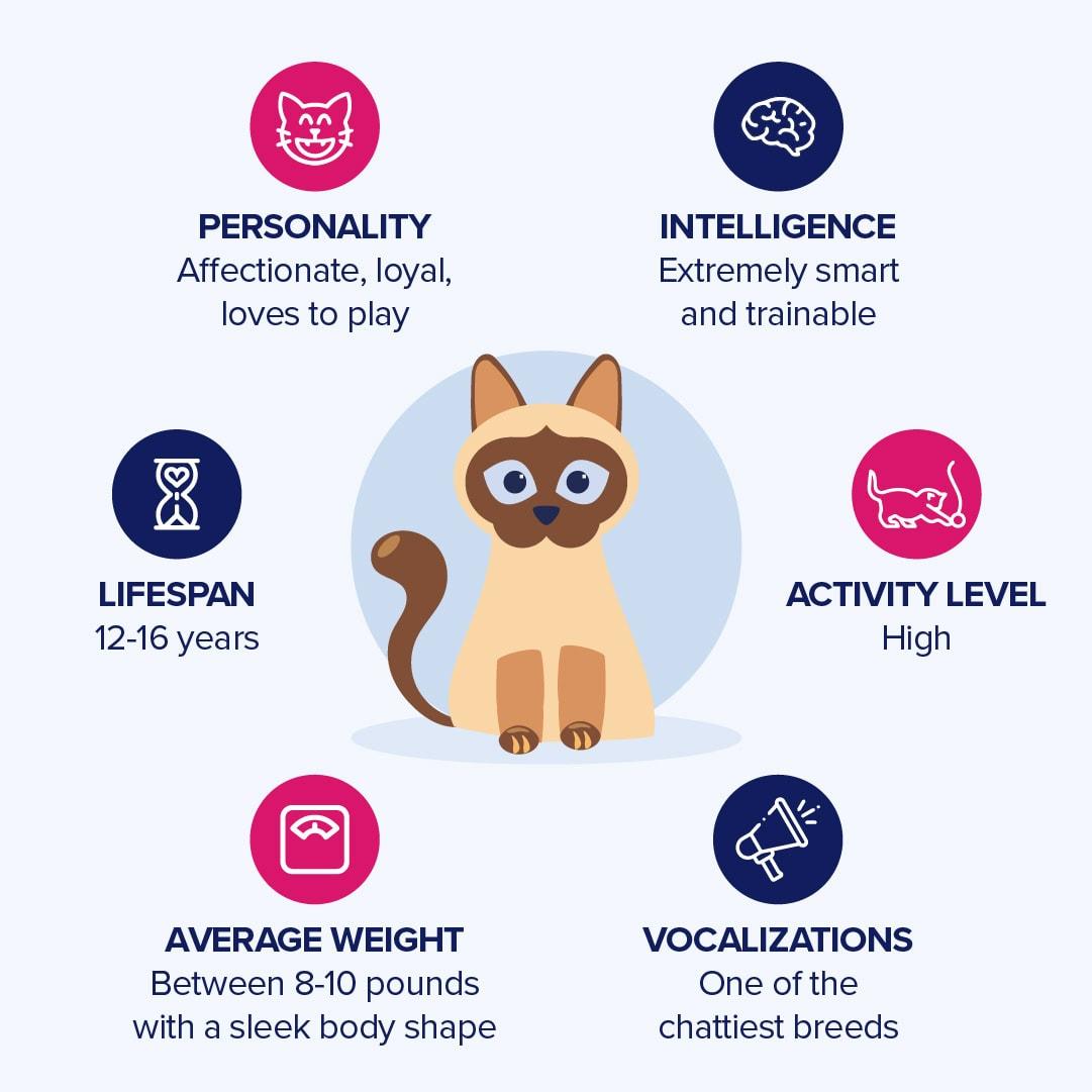 Siamese Cats: A Guide to Their Unique Personalities