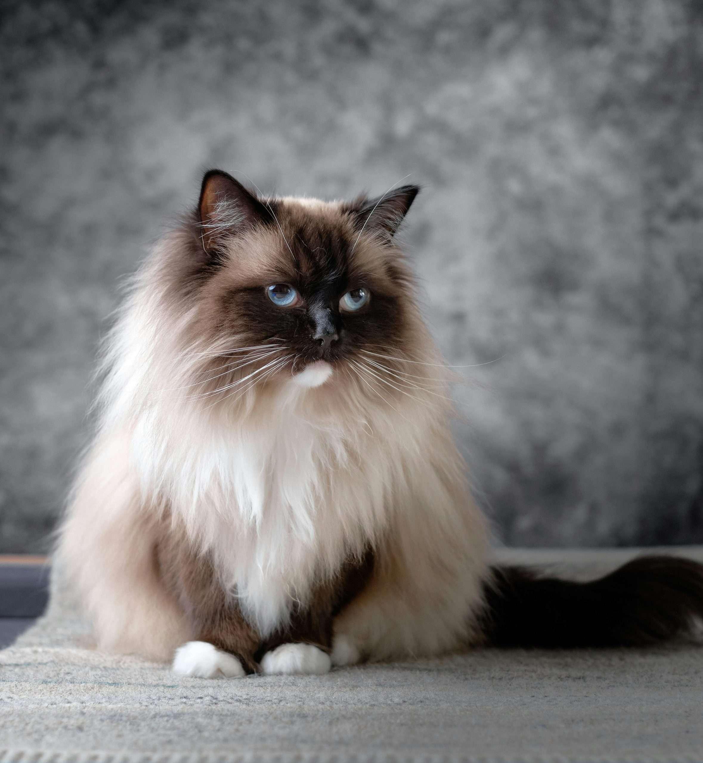 Ragdolls: The Gentle Giants
