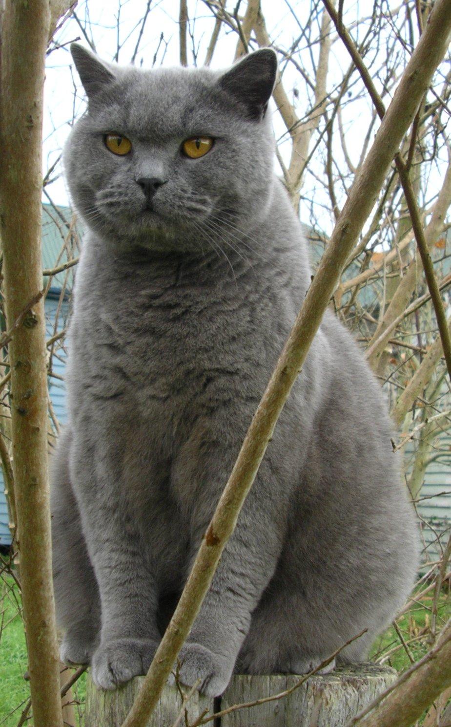 British Shorthairs: A Popular Breed.
