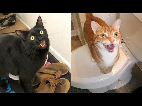 Weird Cat Noises Decoded: What Your Kitty is Trying to Say