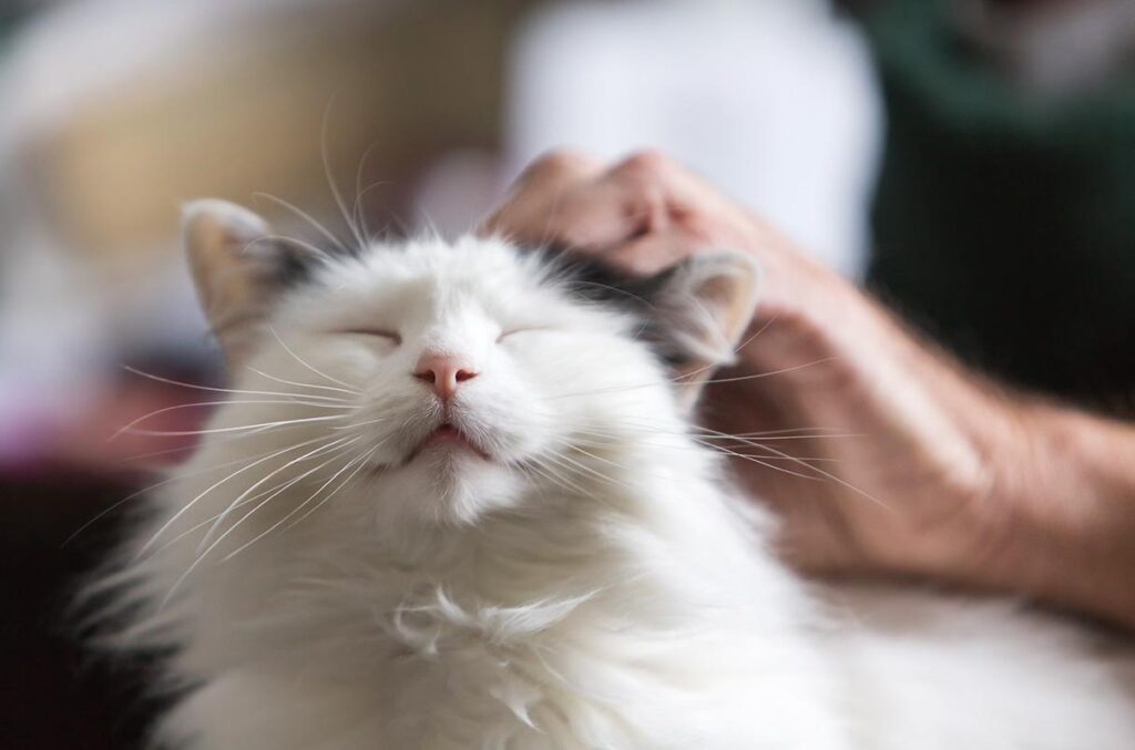 The Science Behind Cat Purring: Why They Do It
