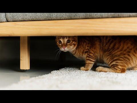 How to Help a Shy Cat Become More Confident