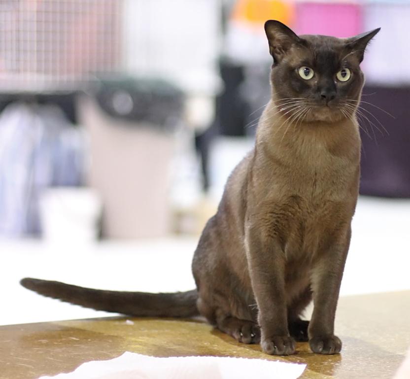 Burmese Cats: Affectionate Companions with Golden Eyes