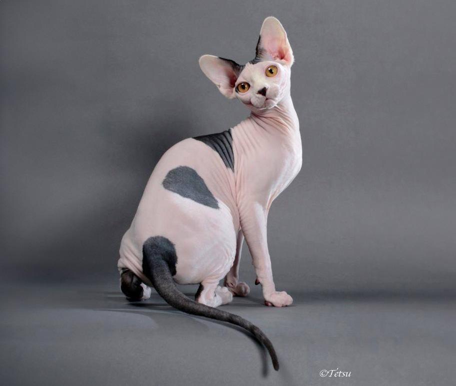 Sphynx Cats: The Naked Truth About Hairless Cats