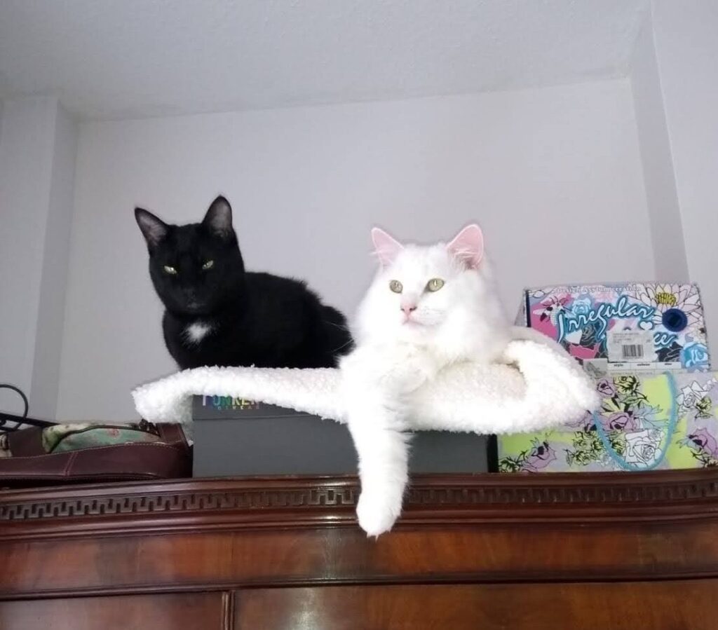 Meet my cats Snowflake and Twilight Whiskernest cat blog uk