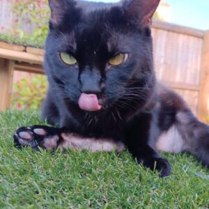 “Black cat Twilight with her tongue sticking out, looking like she’s had a catnip high — even though she ignores catnip.”