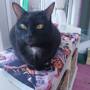 “black cat with golden eyes showing calm body language on a chair