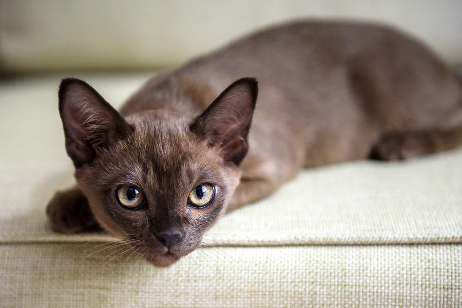 Burmese Cats: Affectionate Companions with Golden Eyes