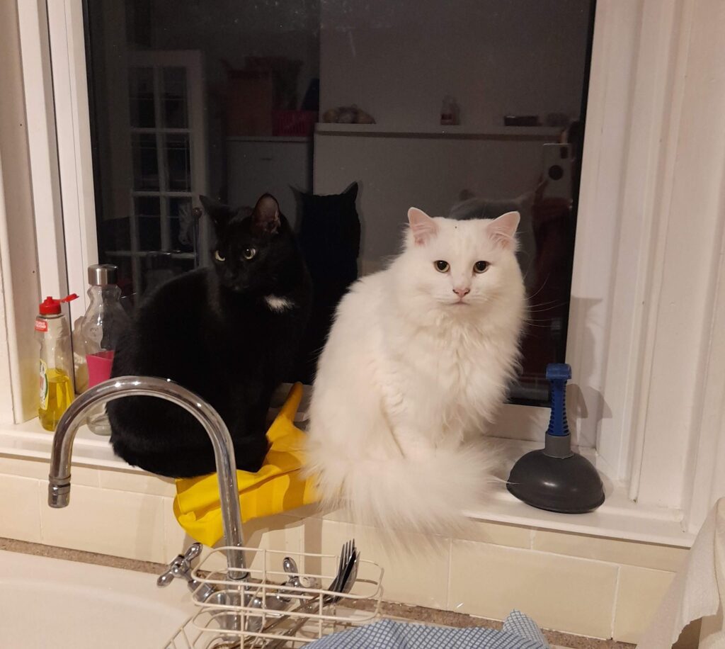Snowflake and Twilight sitting on the kitchen windowsill — a perfect snapshot for our cat blog