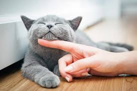 “gray cat purring while being stroked under the chin – why cats purr when happy
