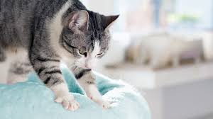 Cat kneading a soft blanket with its paws, showing typical cat kneading behavior.
